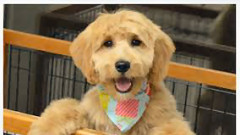 pet services